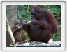 Nous repartons en excursion à la découverte des singes de Borneo.