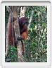 Nous repartons en excursion à la découverte des singes de Borneo.