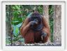 Nous repartons en excursion à la découverte des singes de Borneo.