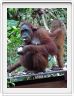 Nous repartons en excursion à la découverte des singes de Borneo.