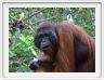 Nous repartons en excursion à la découverte des singes de Borneo.