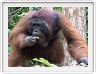 Nous repartons en excursion à la découverte des singes de Borneo.