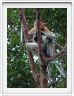 Nous repartons en excursion à la découverte des singes de Borneo.