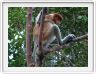 Nous repartons en excursion à la découverte des singes de Borneo.
