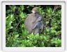 Nous repartons en excursion à la découverte des singes de Borneo.