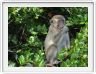 Nous repartons en excursion à la découverte des singes de Borneo.