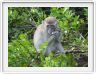 Nous repartons en excursion à la découverte des singes de Borneo.