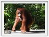 Pondok -Tangguy. Centre de réhabilitation des orangs-outangs.