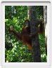 Pondok -Tangguy. Centre de réhabilitation des orangs-outangs.