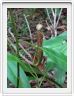 Plante carnivore.