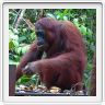 A la rencontre de singes.