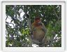 A la rencontre de singes.