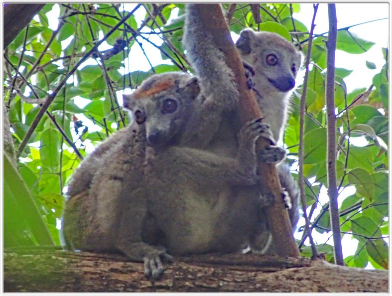Visite du parc d'Ankarana.