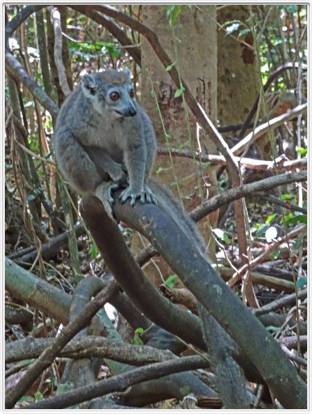 Visite du parc d'Ankarana.