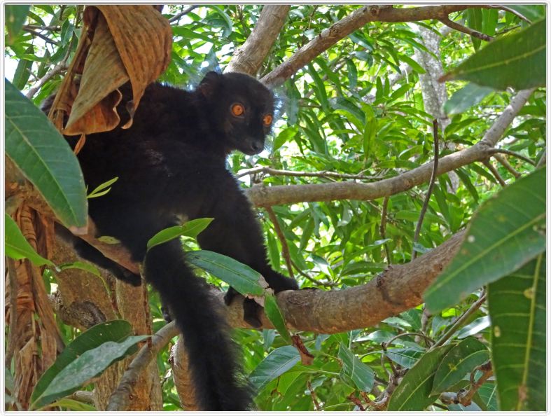 Nosy Komba.