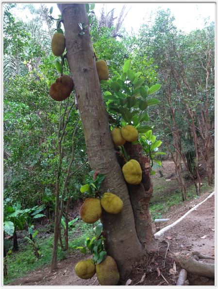 Visite du jardin botanique de Saïadi (près de Fort-Dauphin).