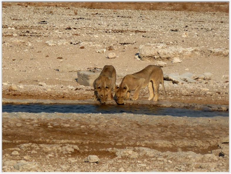 Parc Etosha