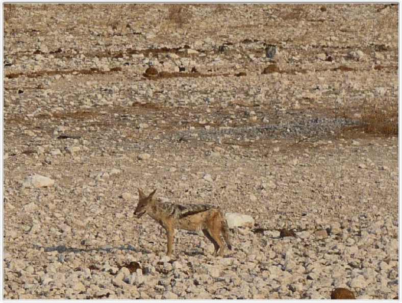 Parc Etosha