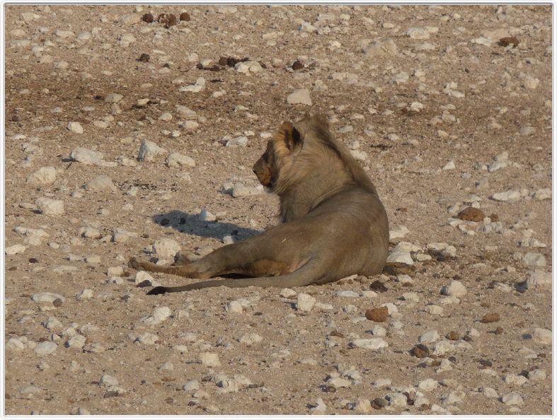 Parc Etosha