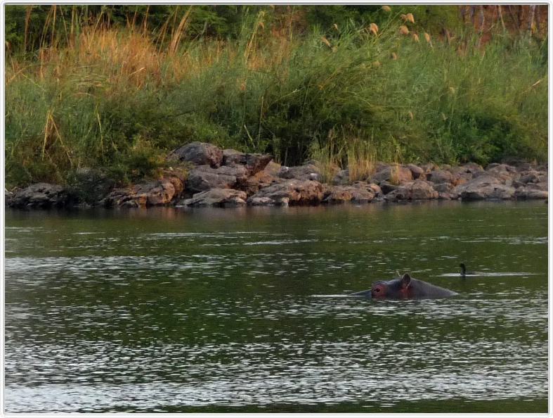 Hippopotames de la rivière Kavango