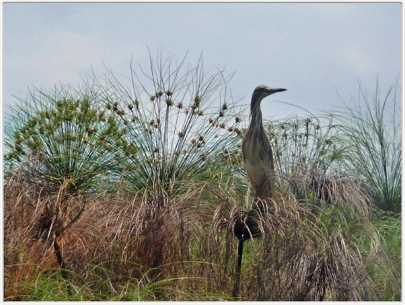 Delta de l'Okavango