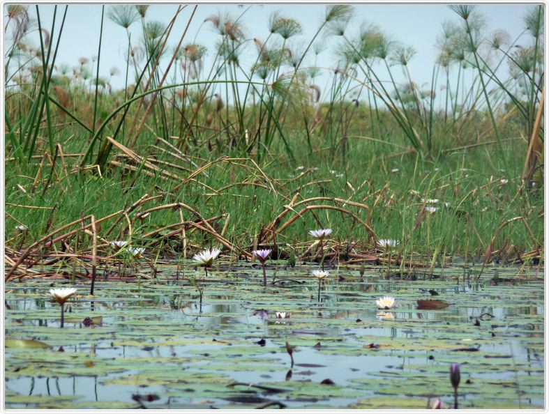 Delta de l'Okavango