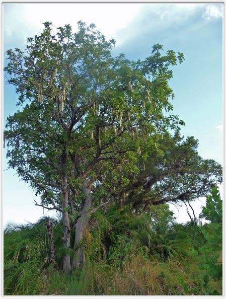 Delta de l'Okavango