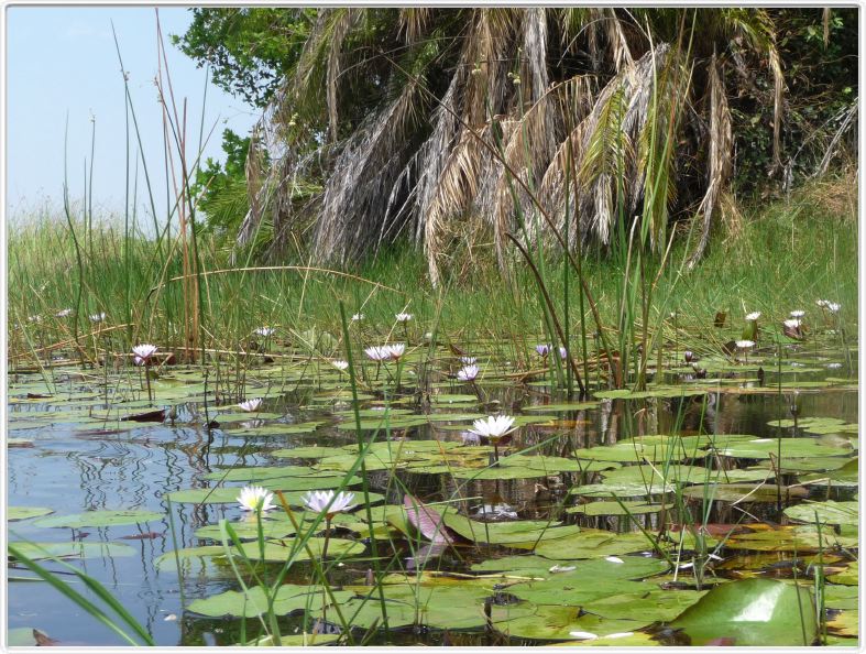 Delta de l'Okavango