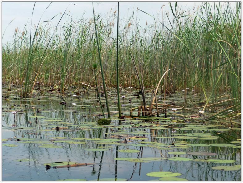Delta de l'Okavango