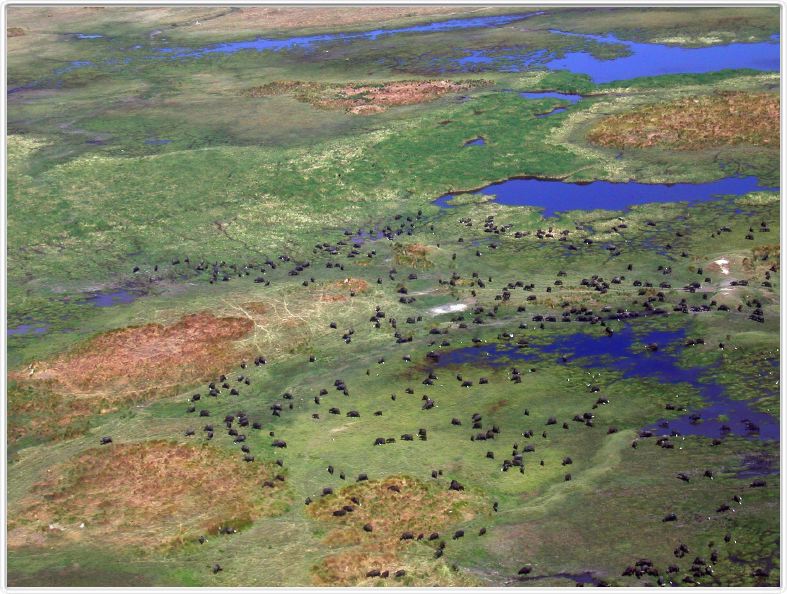 Delta de l'Okavango