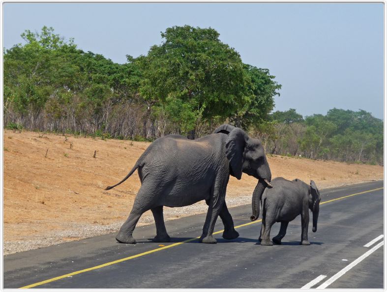 Apparemment priorité aux éléphants !