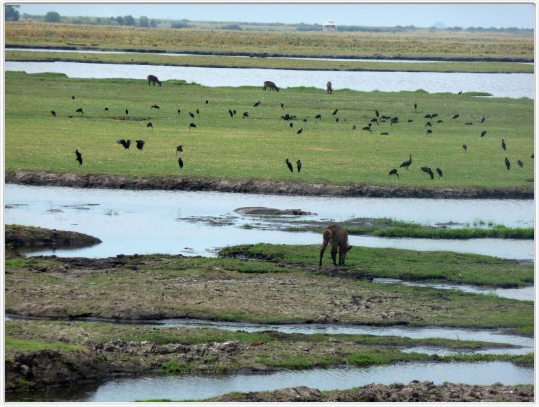 Parc Chobe