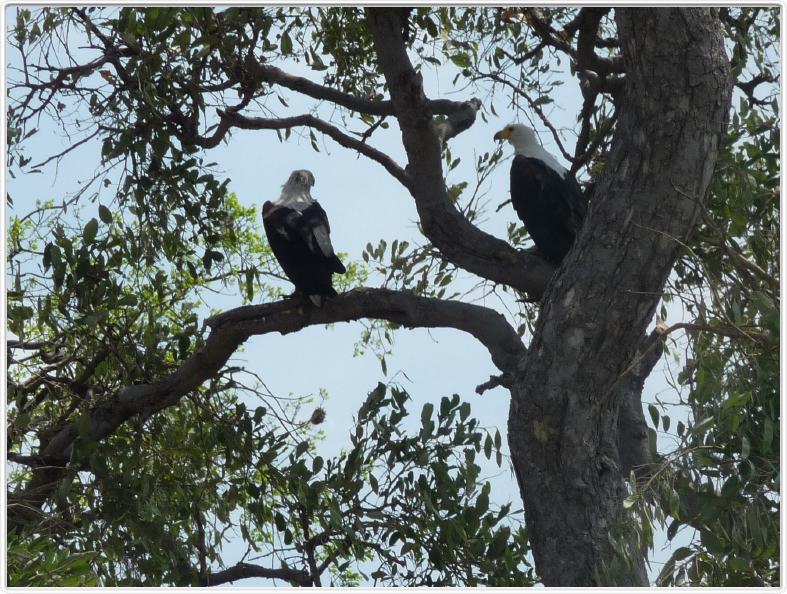 Parc Chobe