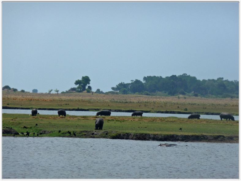 Parc Chobe