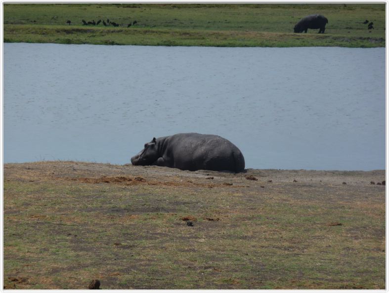 Parc Chobe