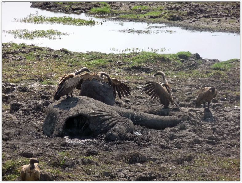 Parc Chobe