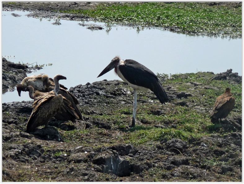 Parc Chobe