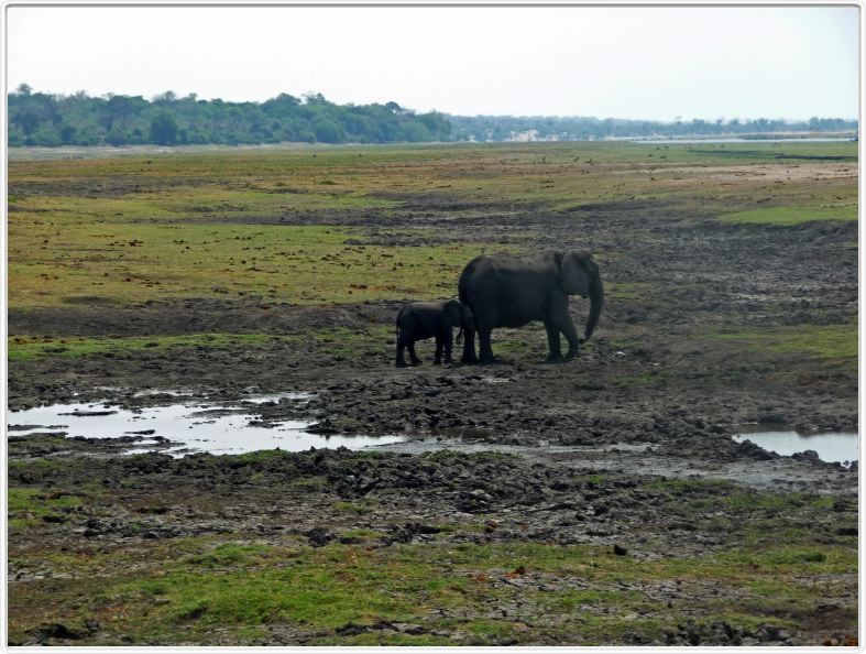 Parc Chobe