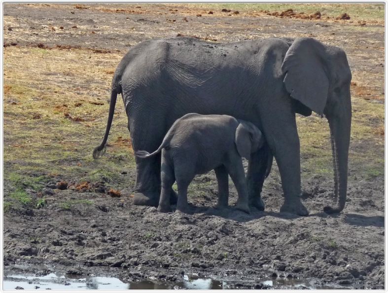 Parc Chobe