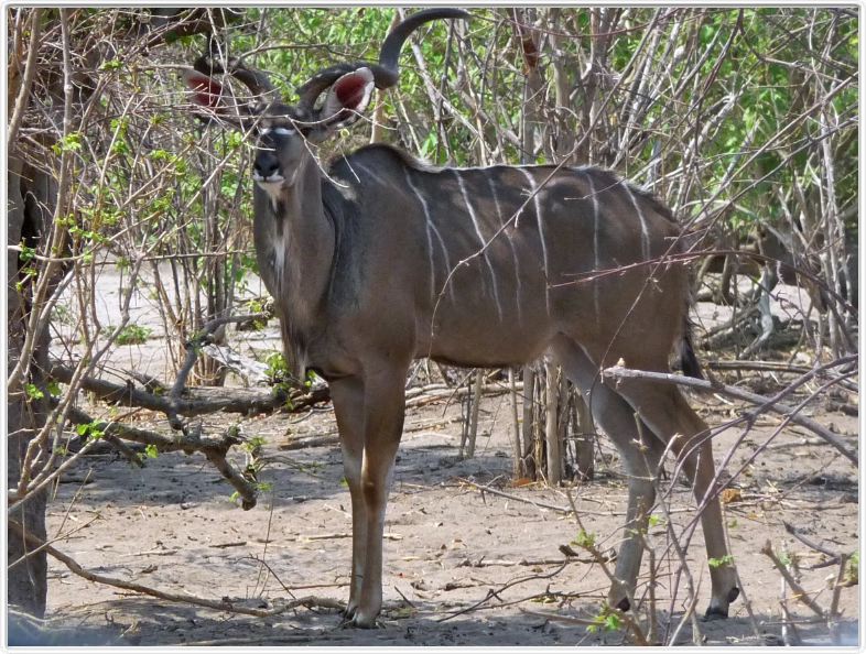 Parc Chobe