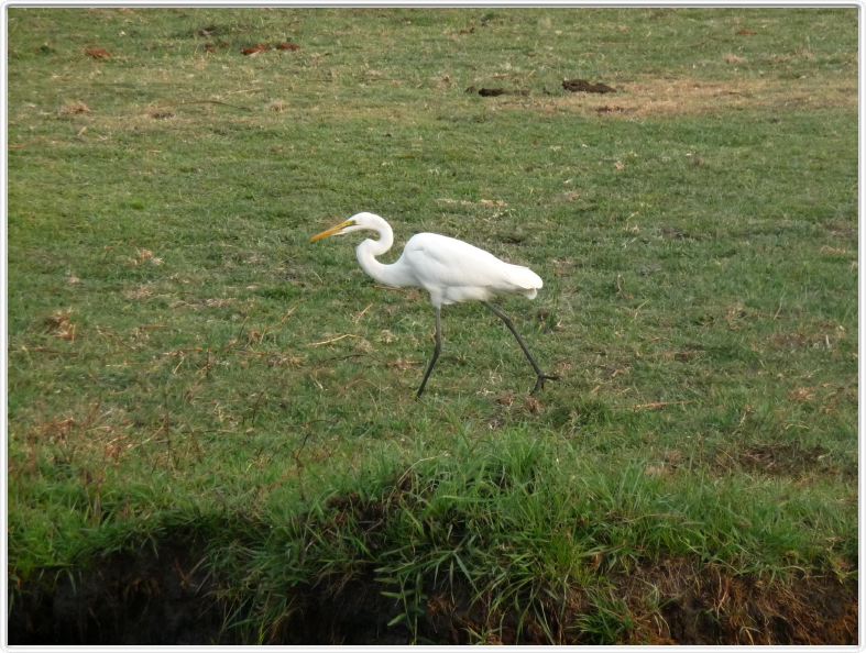 Parc Chobe
