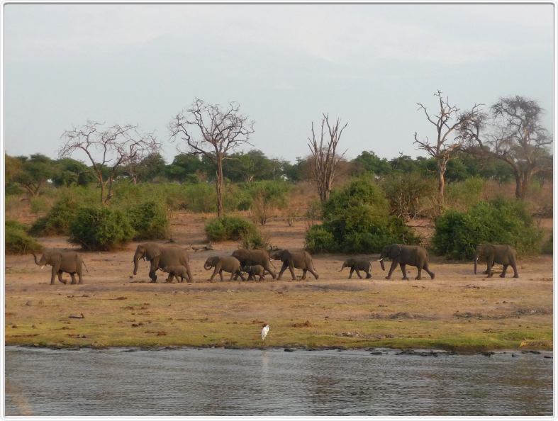Parc Chobe