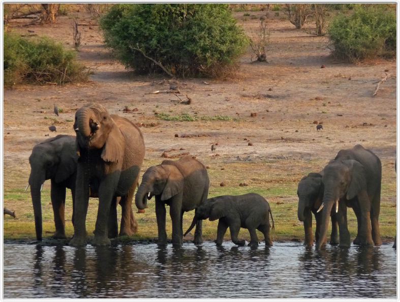 Parc Chobe