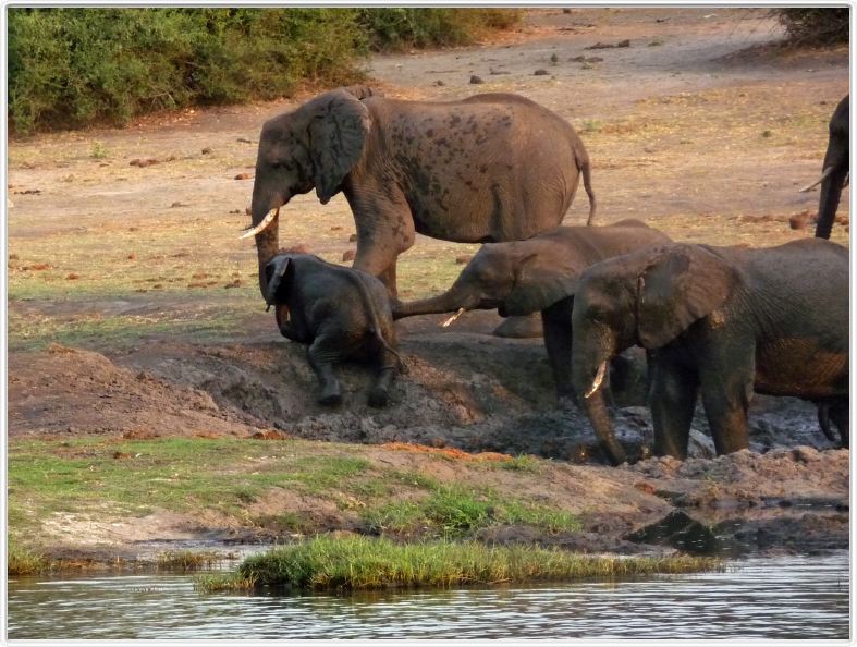 Parc Chobe