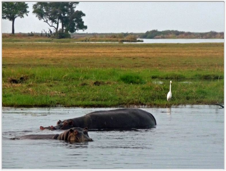 Parc Chobe