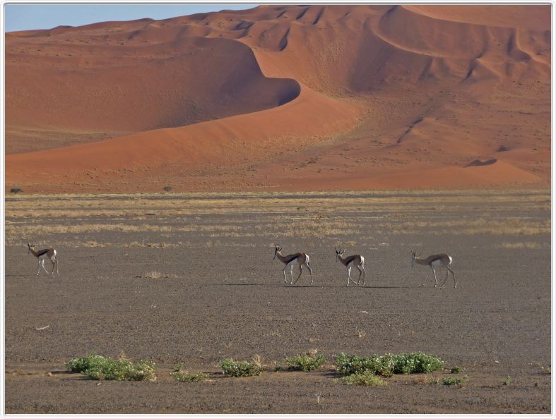 Désert du Namib