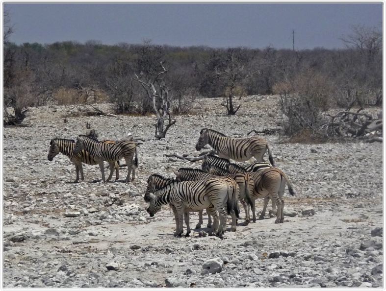 Parc Etosha