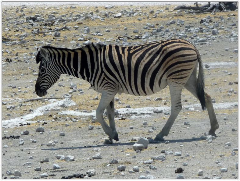 Parc Etosha