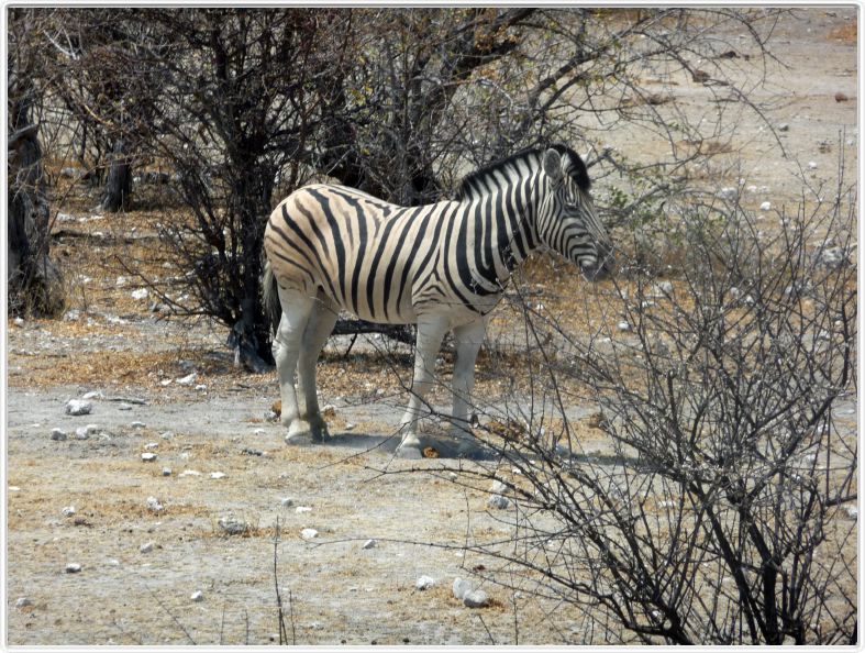 Parc Etosha