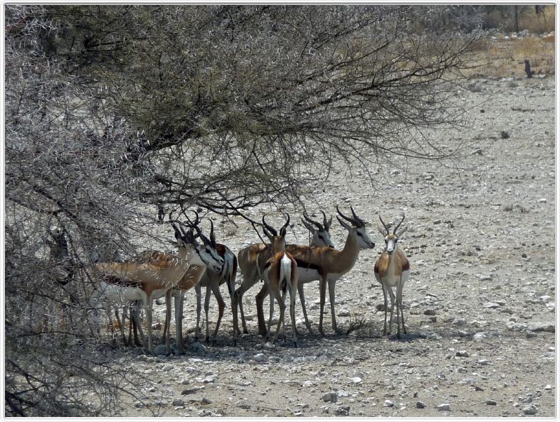 Parc Etosha